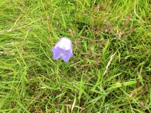 Harebell from Scotland