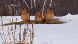Three Chickens in a row